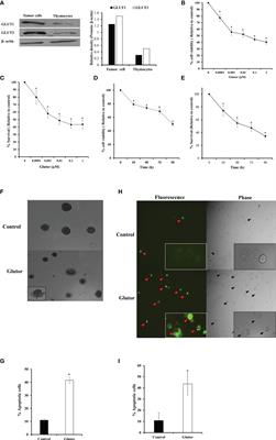 Glutor, a Glucose Transporter Inhibitor, Exerts Antineoplastic Action on Tumor Cells of Thymic Origin: Implication of Modulated Metabolism, Survival, Oxidative Stress, Mitochondrial Membrane Potential, pH Homeostasis, and Chemosensitivity